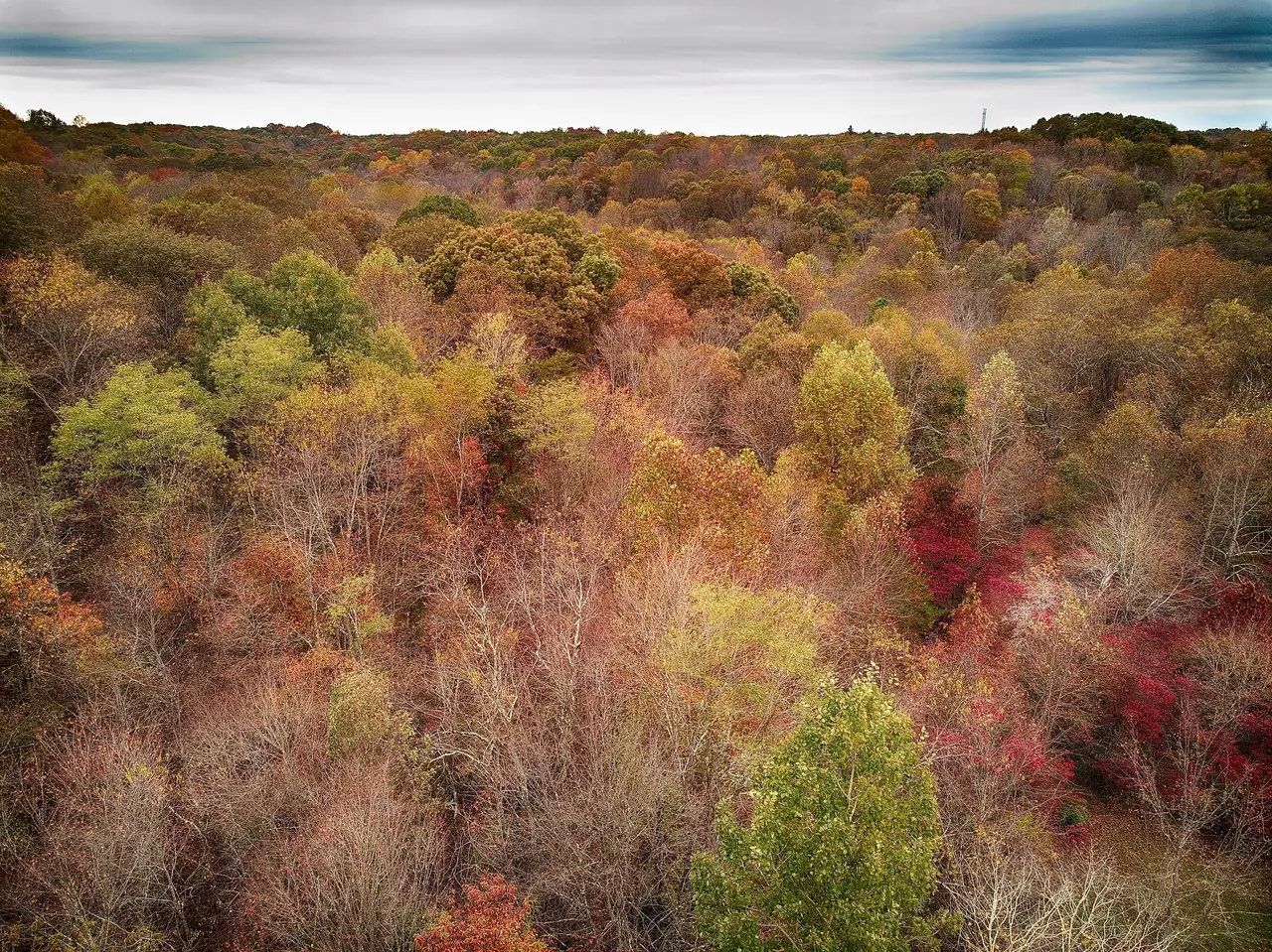 Autumn forest canopy over the ravines on the Serenity Lodge property
