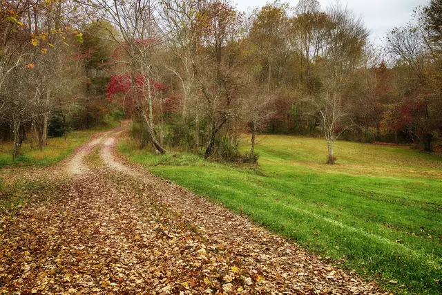 Leaf-covered lane winding through the meadow