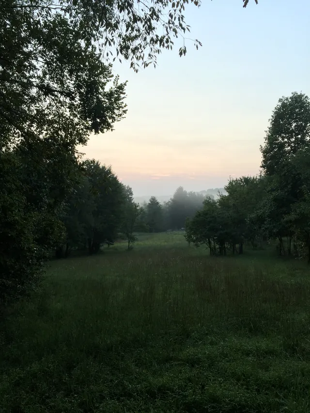 Pink sky over the meadow and tree line at dusk