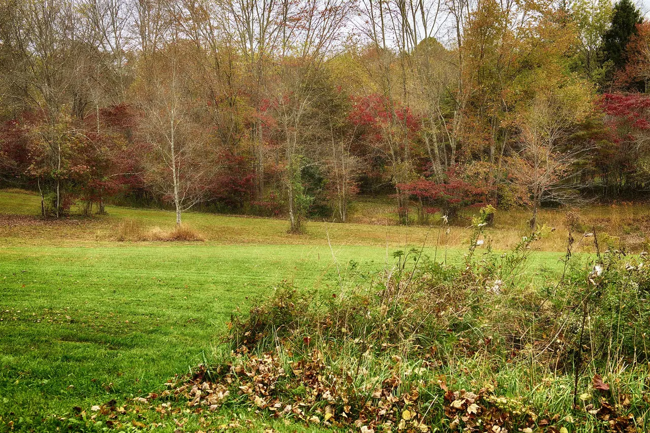 Meadow and woods in autumn