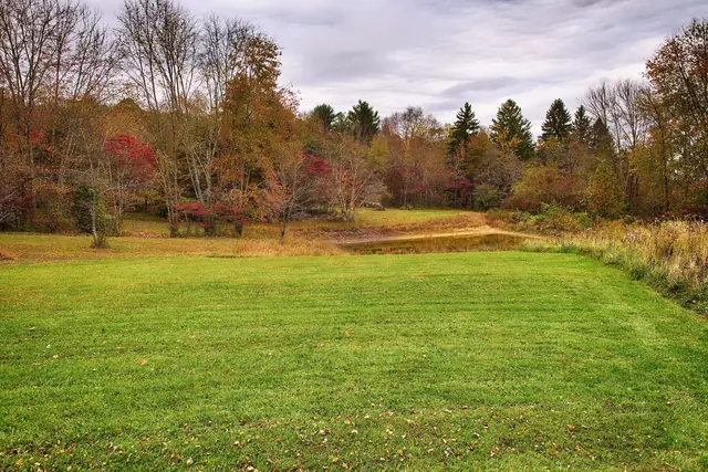 Open meadow edged with fall color