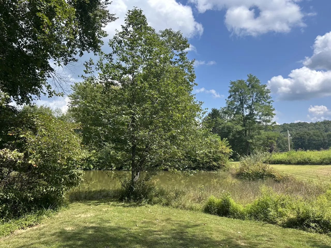 Meadow and pond under a blue sky