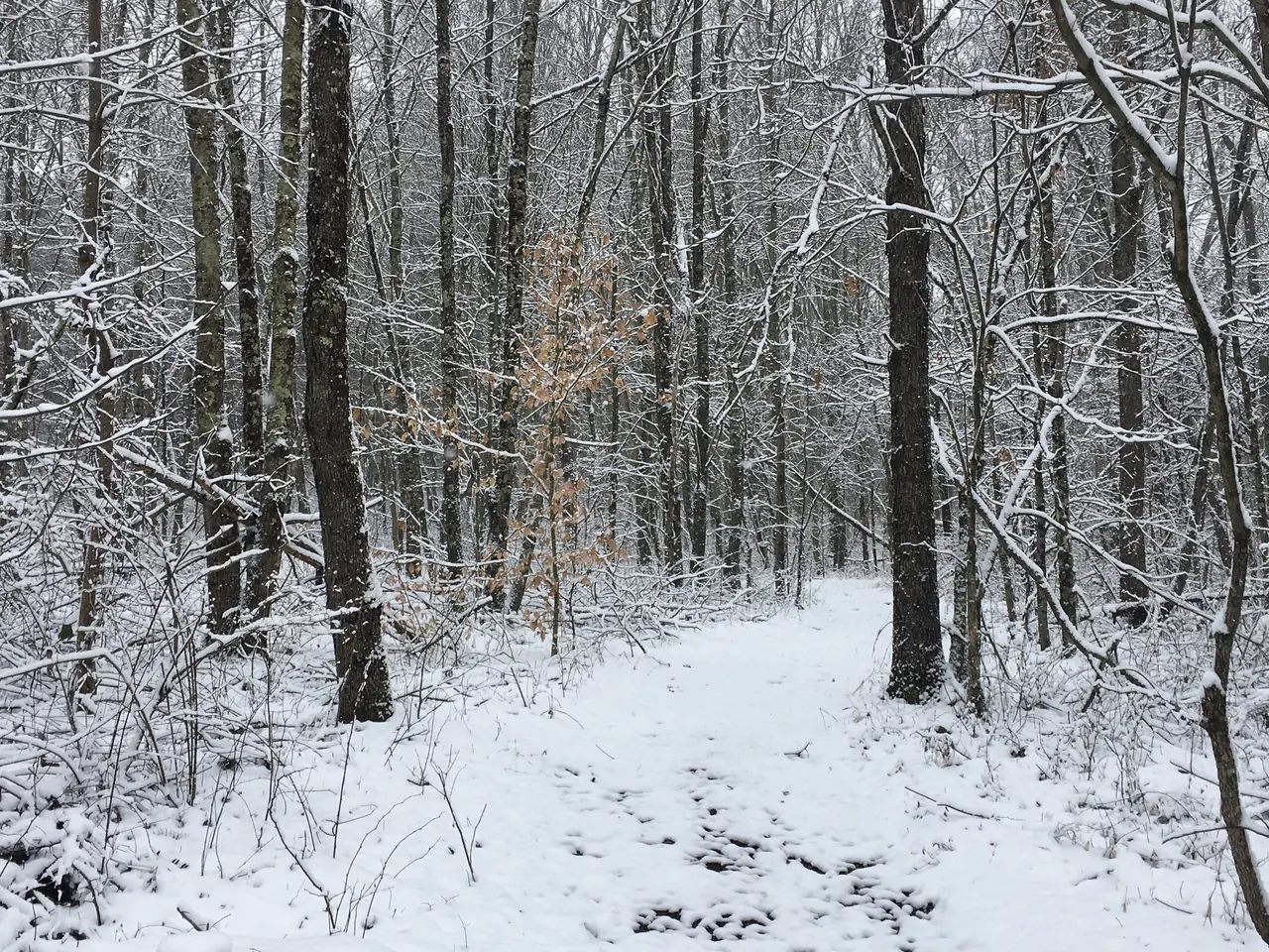 Snow-covered forest on the property