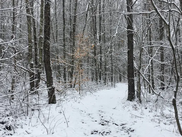 Snow-covered forest on the property