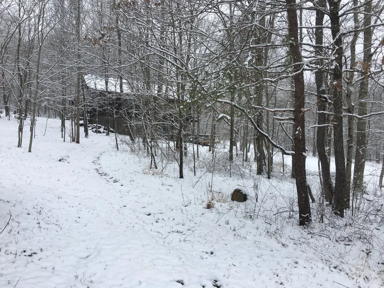 Snowy woods around the cabin