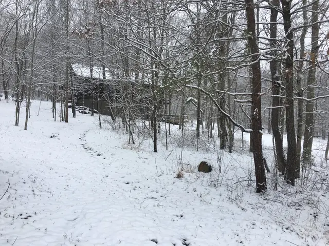 Snowy woods around the cabin